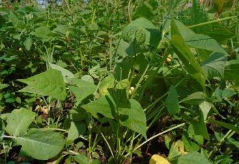 Phaseolus vulgaris plant with leaves Phaseolus vulgaris plant with leaves