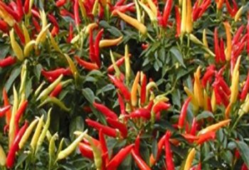 Bell_pepper_capsicum_annuum Bell_pepper_capsicum_annuum