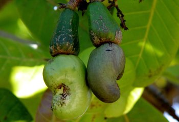 Cashew apples and nuts Cashew apples and nuts