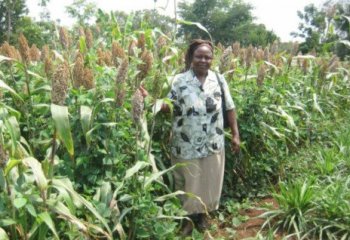 Mrs Alice Odima in her sorghum and maize push-pull plot Mrs Alice Odima in her sorghum and maize push-pull plot
