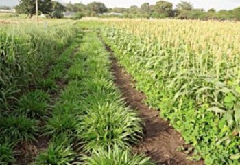 Sorghum intercropped with greenleaf desmodium, Sorghum intercropped with greenleaf desmodium