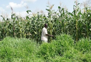 A Pushpull farmer on his pushpull plot A Pushpull farmer on his pushpull plot