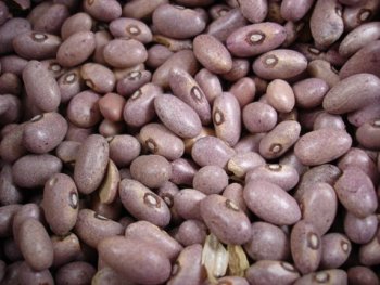 Bean. Mwezi Moja (GLP 1004). Machakos. P Maundu Bean. Mwezi Moja (GLP 1004). Machakos. P Maundu