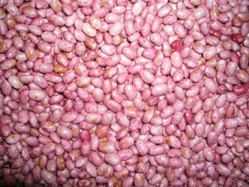 Beans-rose coco (GLP 2) (Green Beans-rose coco (GLP 2) (Green