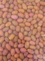 Dry beans seed KAT BI â’¸ A.A. Seif, icipe Dry beans seed KAT BI â’¸ A.A. Seif, icipe