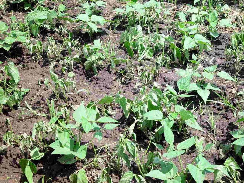 Fusarium wilt on French beans